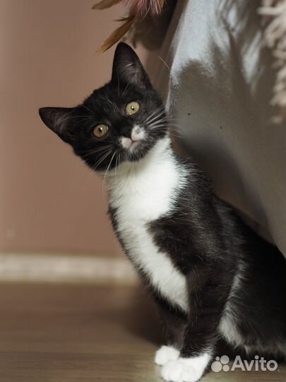 Красивый котенок девочка