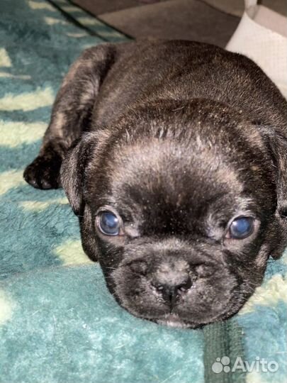 Французский бульдог