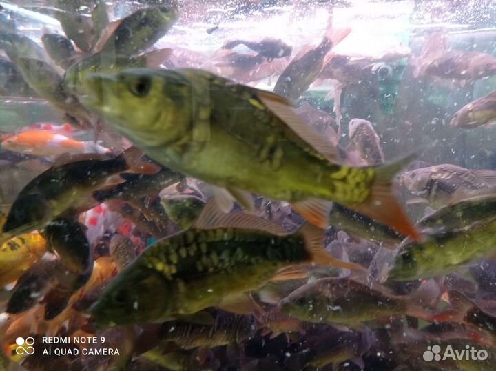 Карп. Линь. Амур. Толстолобик. Карась золотой