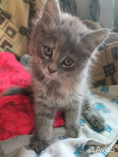 Котенок в дар, девочка