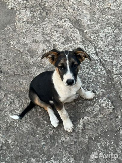 Щенки в добрые руки