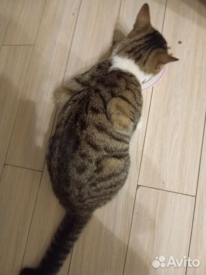 Отдам в хорошие руки котика