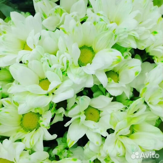 Цветы розы и букеты с доставкой