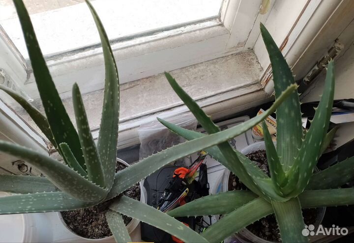 Алоэ, каланхоэ, денежное дерево