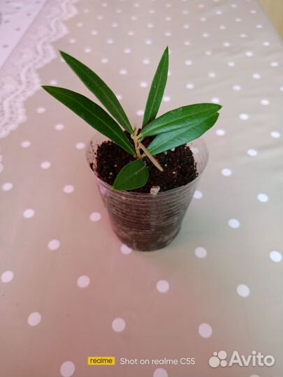 Черенок оливы