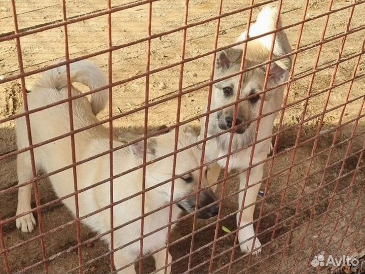 Щенки в добрые руки