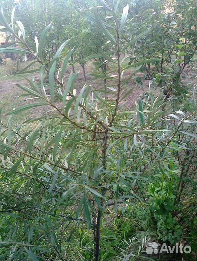 Саженцы облепихи (сортовой)