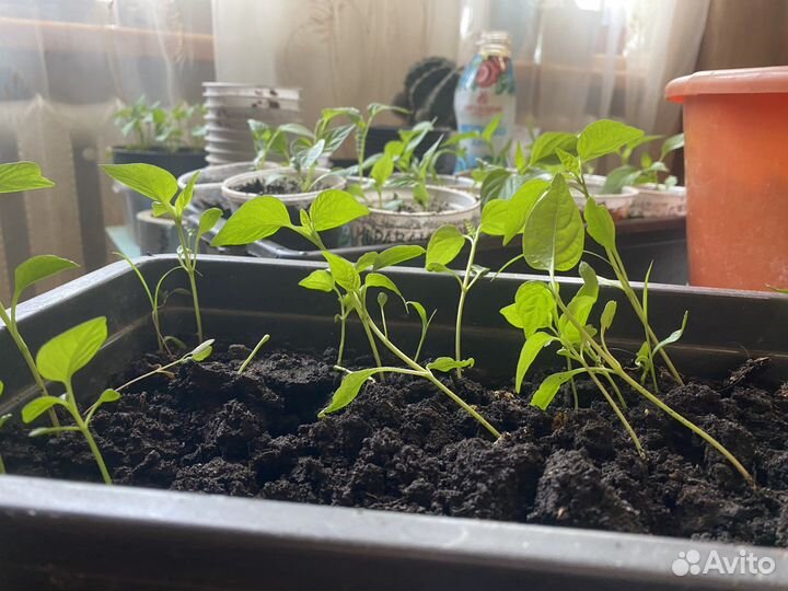 Рассада острого перца