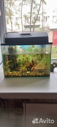 Аквариум