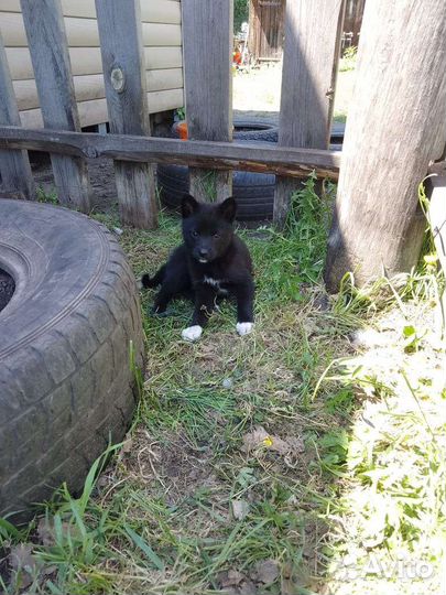 Щенки в дар