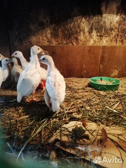 Инкубационное яйцо цесарки