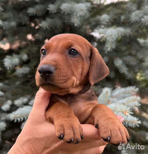 Немецкий пинчер щенки