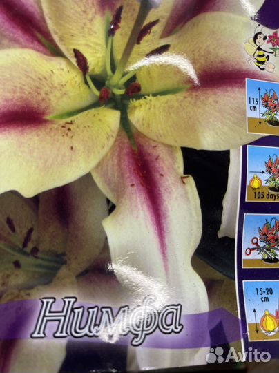 Лилии луковицы