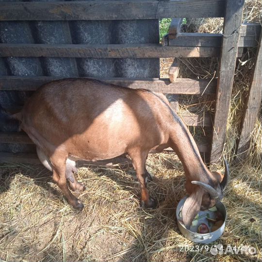 Коза нубийская