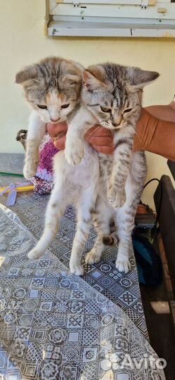 Кошка в добрые руки