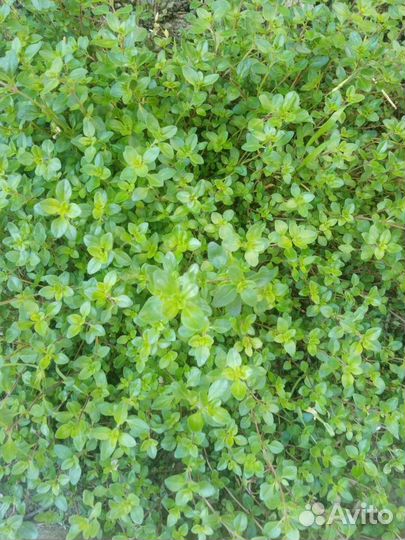 Пряные травы