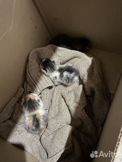 Котята бесплатно