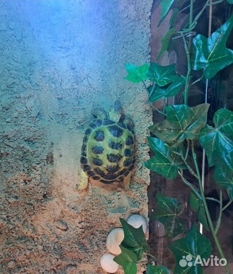Черепаха сухопутная с террариумом