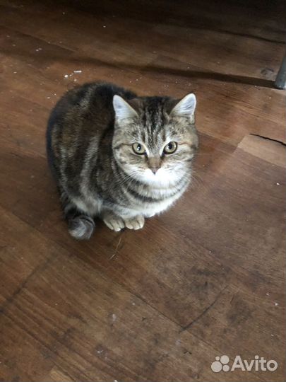 Шотландская вислоухая