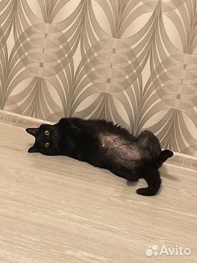 Кошка в добрые руки