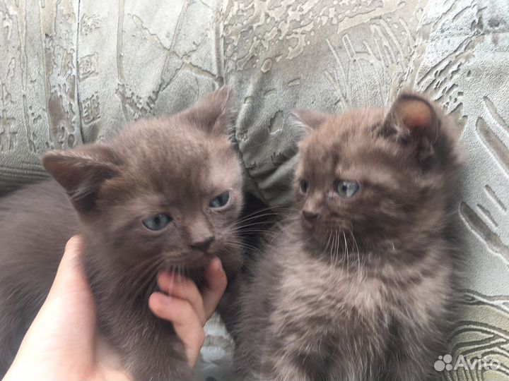 Британские котята