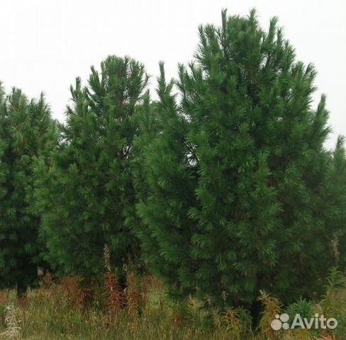 Сосна кедровая европейская купить в Санкт-Петербурге | Товары для дома ...