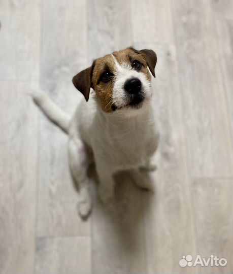 Джек Рассел терьер вязка