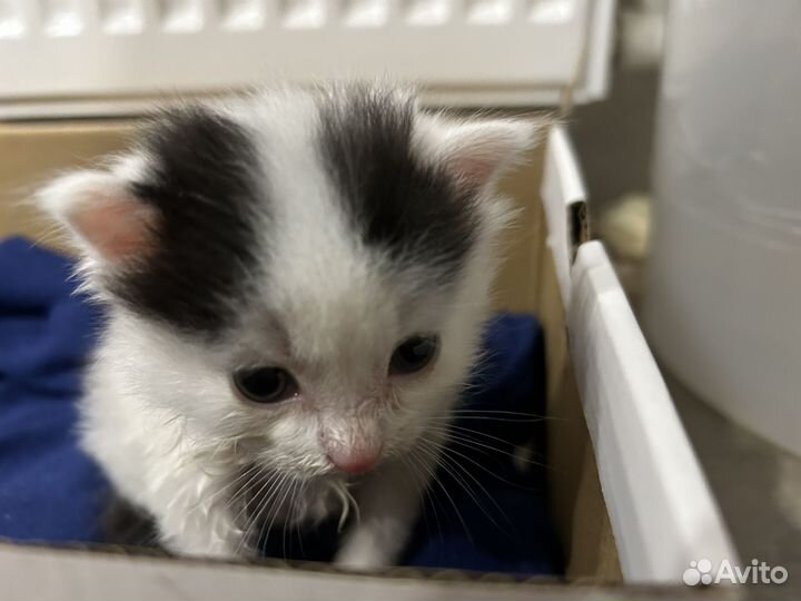 Котенок в добрые руки
