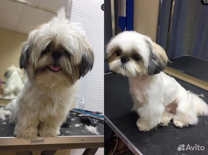 Стрижка кошек и собак