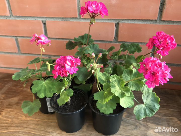 Пеларгония зональная ярко-розовая (герань)