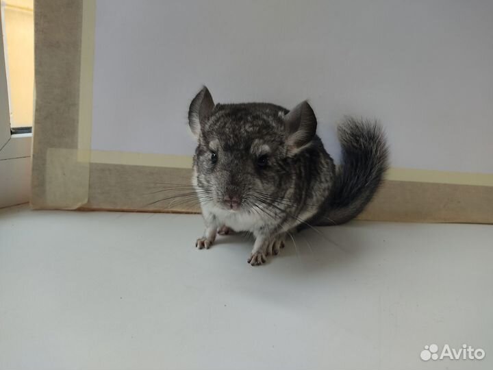 Шиншилла Стандарт Девочка