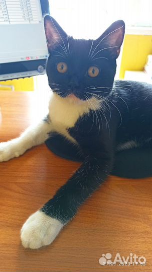 Котик ищет дом