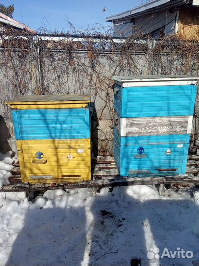 Продаю ульи