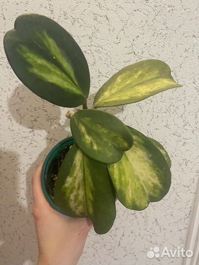 Хойи kerrii керри