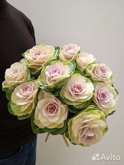 Цветы Брассика Экзотика