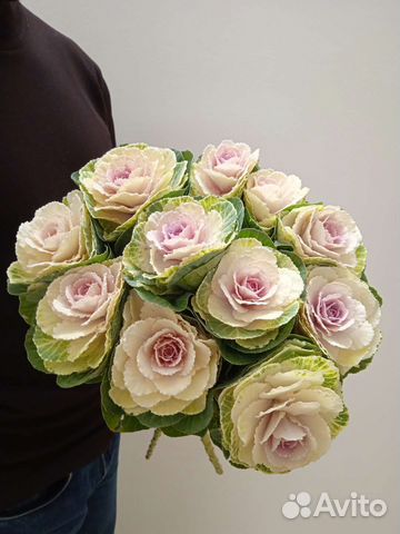 Цветы Брассика Экзотика