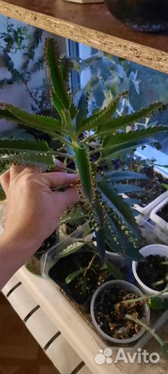 Алоэ Рауха, Аихризон дерево любви,Каланхоэ и др