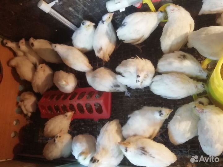 Техасский перепел