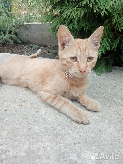 Кот очень умный