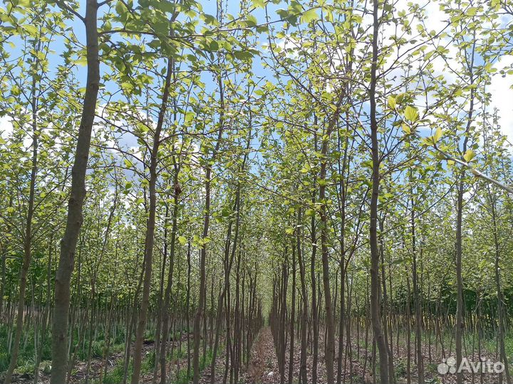 Саженцы платана с комом крупномеры