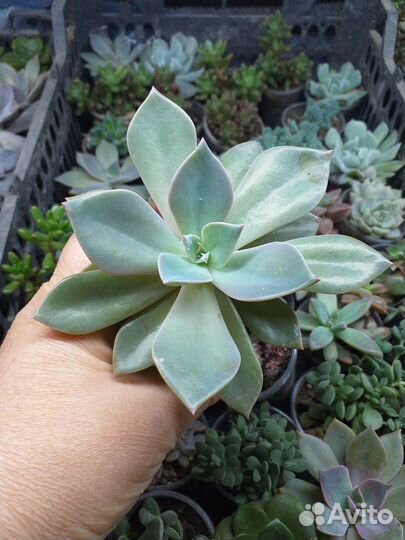 Эхеверии,пахифитумы,хавортии