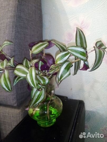 Традесканция зебрина