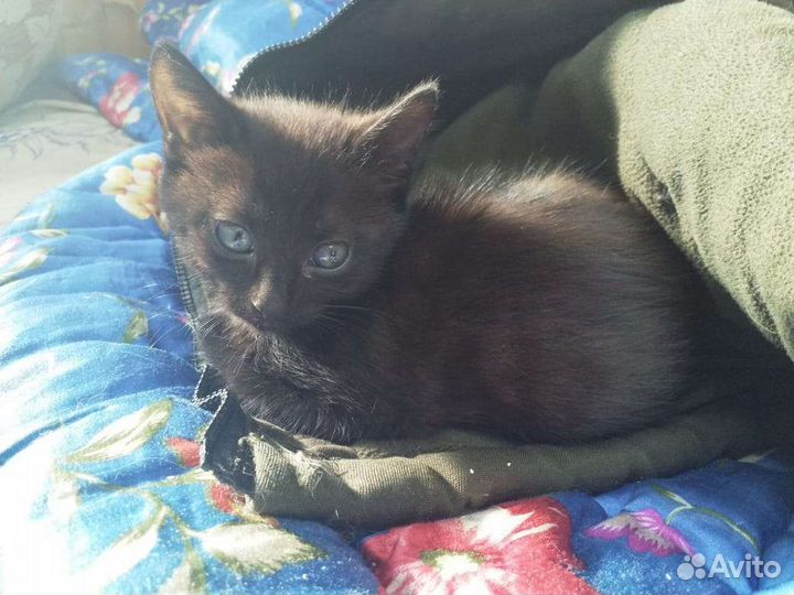 Кошки мейн-кун