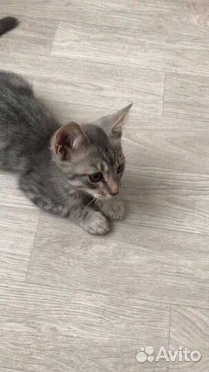 Котёнок весёлый, игривый в добрые руки