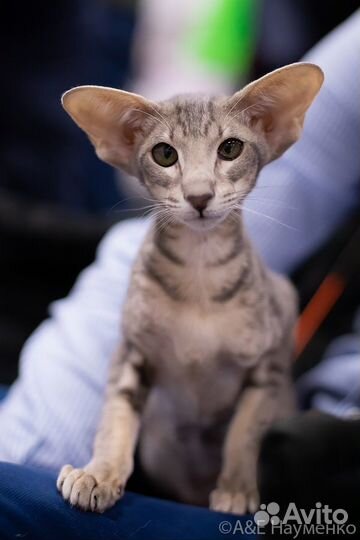 Котята ориенталы