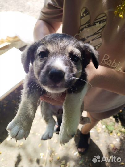 Собака в добрые руки щенок