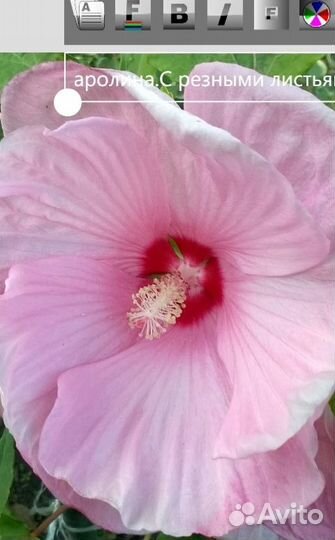Гибискусы травянистые (садовые)