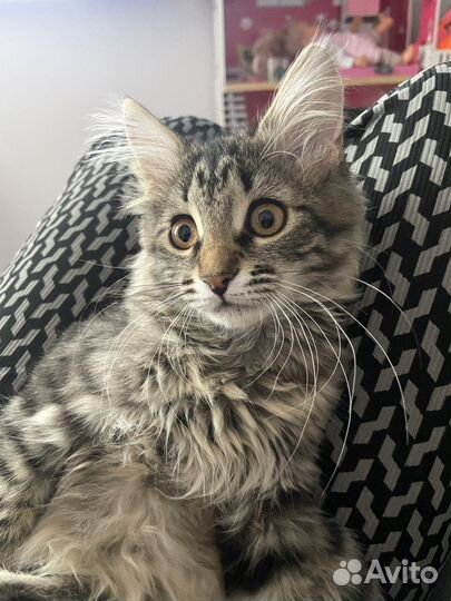 Кошка в дар бесплатно