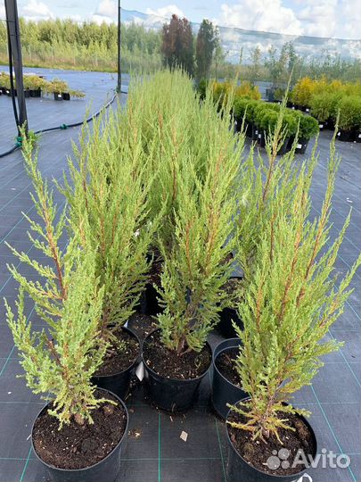 Хвойные растения