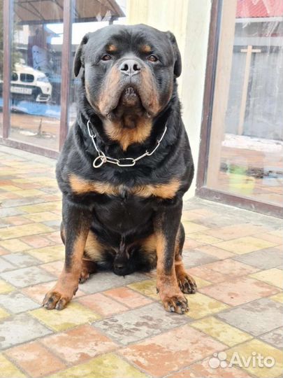 Щенки ротвейлера